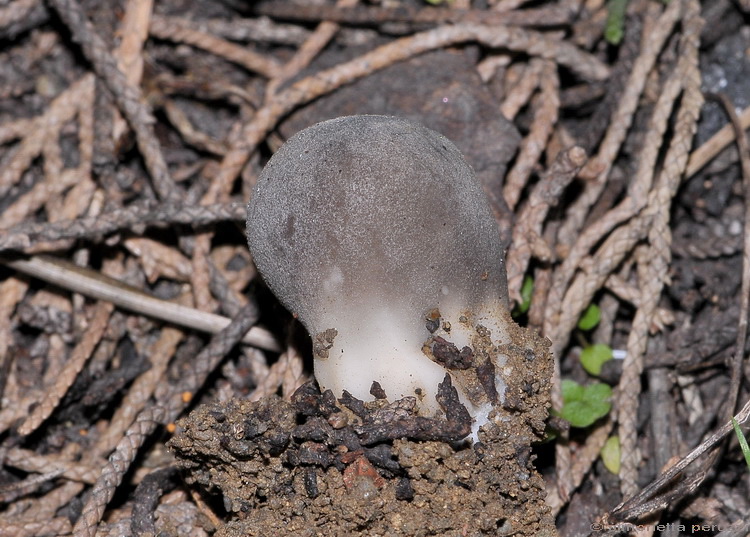 Helvella leucomelaena